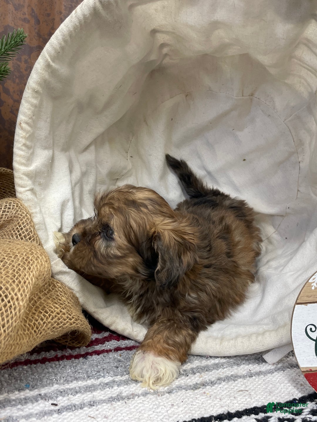 Shihpoo dogs for sale: Chloe - Ad 8