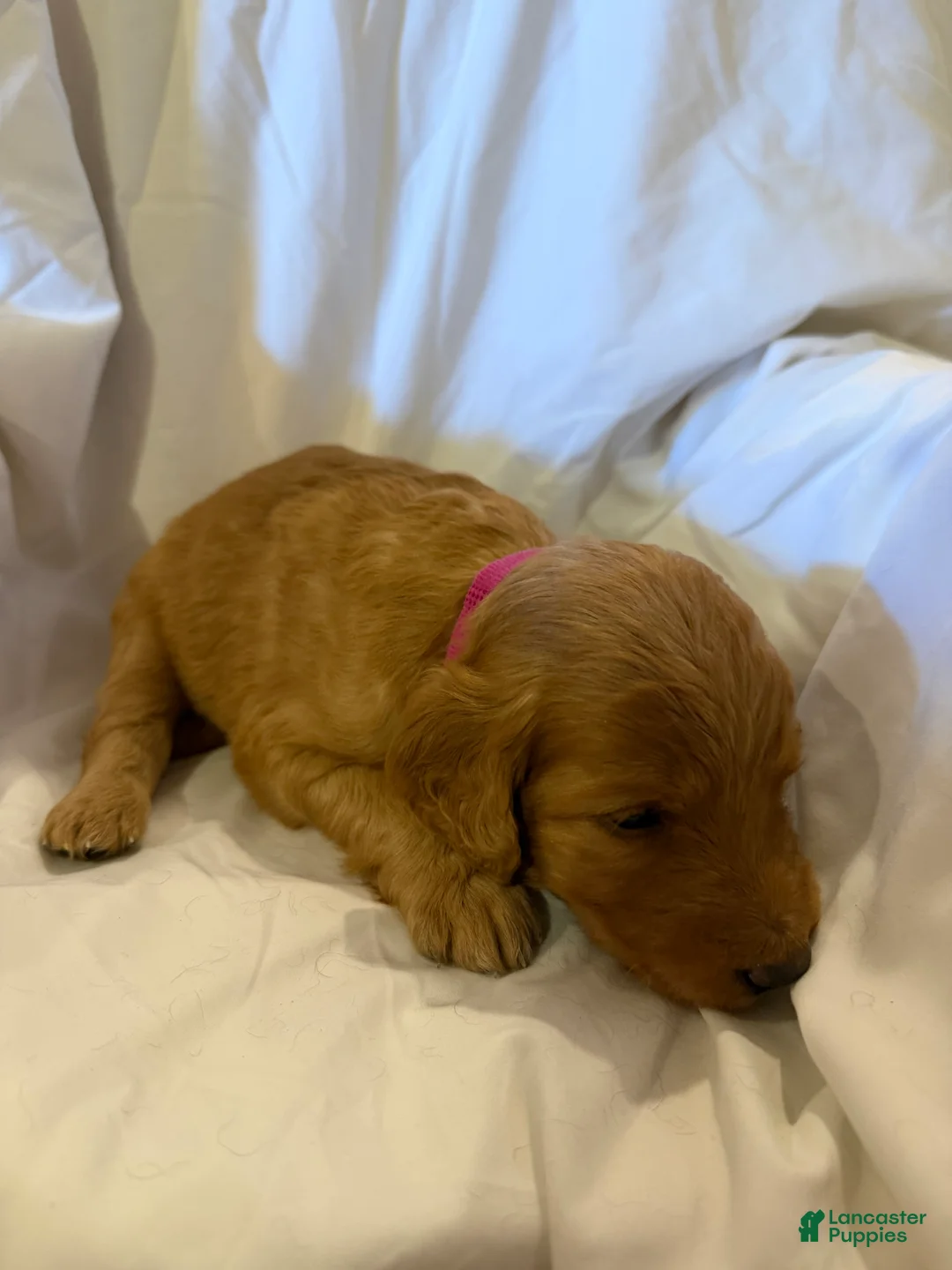 Labradoodle dogs for sale: Labradoodle Dark Pink - Ad 1
