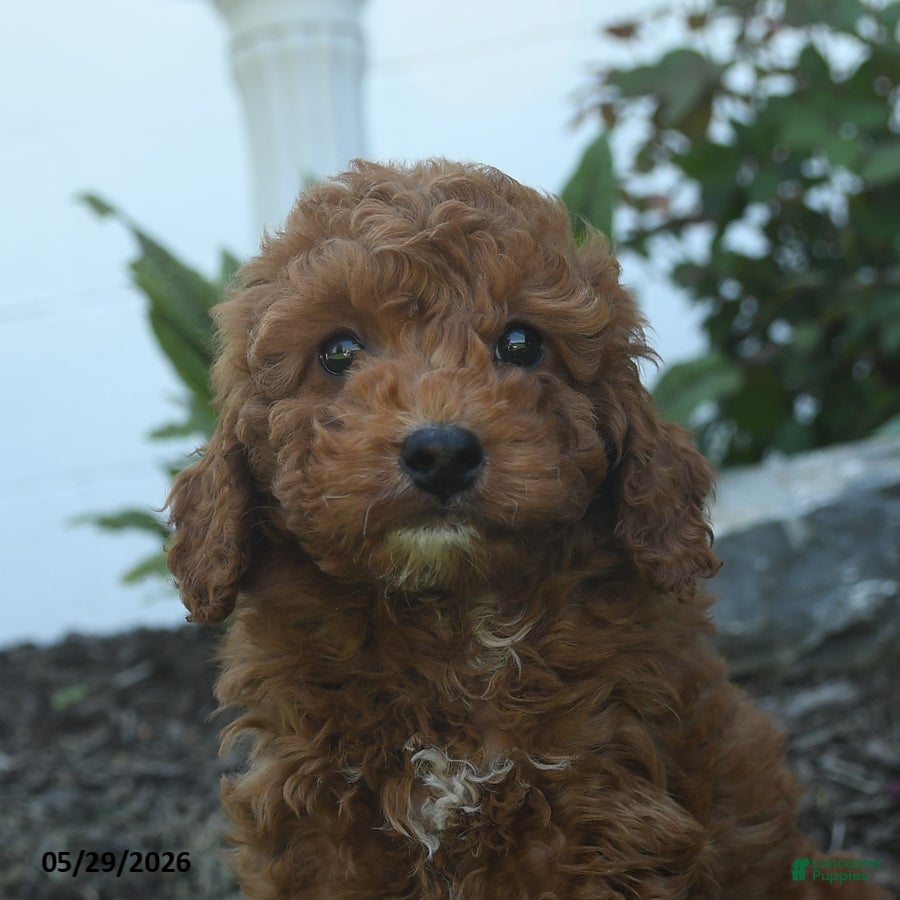 Mini Goldendoodle dogs Neil - Ad 2