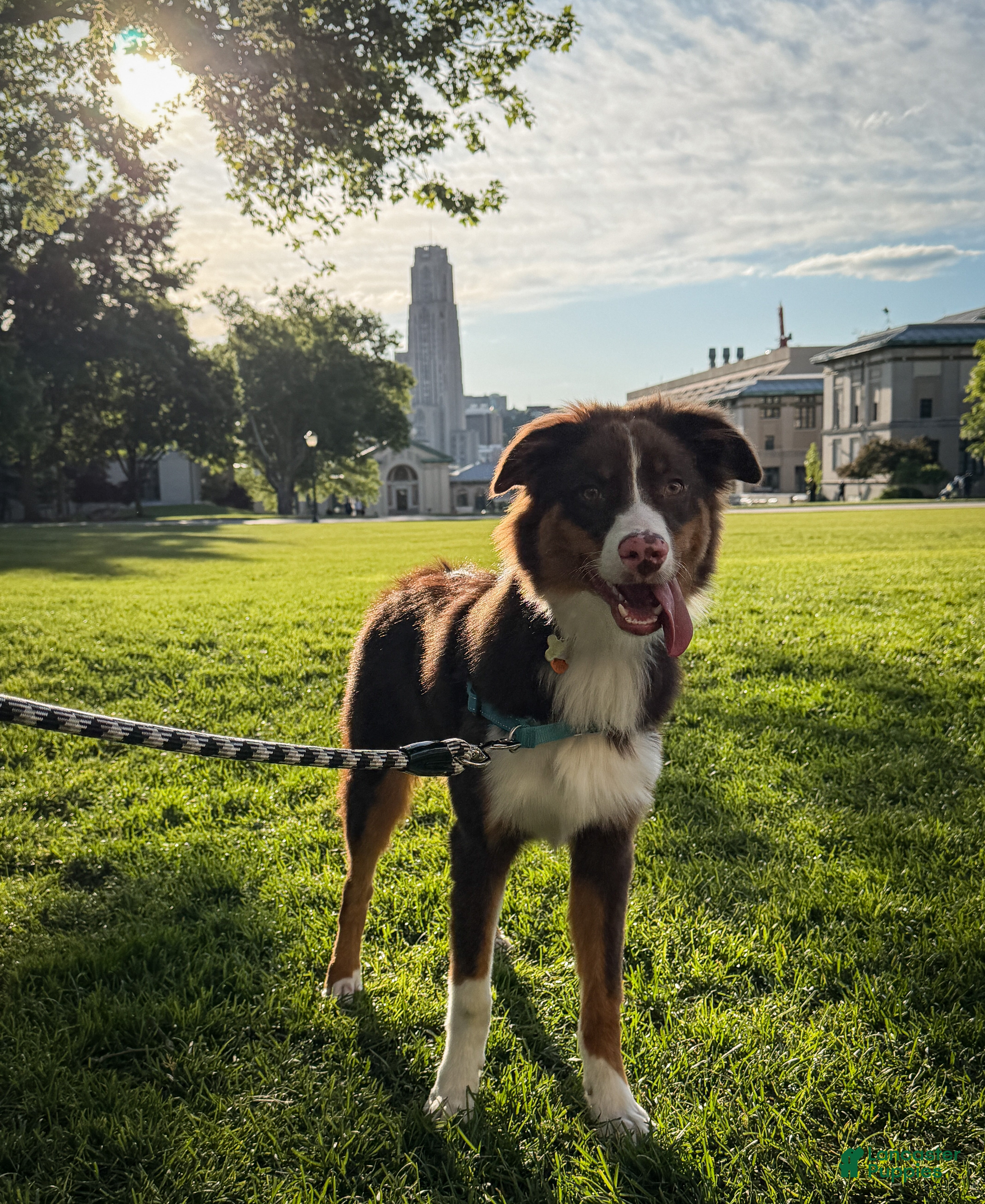 Australian Shepherd dogs Alfie - Ad 26