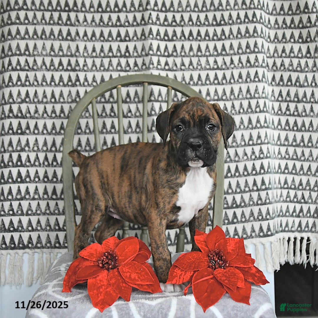 Boxer dogs for sale: Joy - Ad 4
