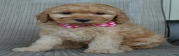 Mini Goldendoodle dogs for sale: Mini Gigi - Ad 18