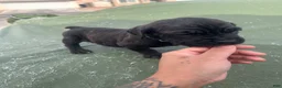 Cane Corso dogs for sale: Cane Corso Puppy 5 - Ad 3