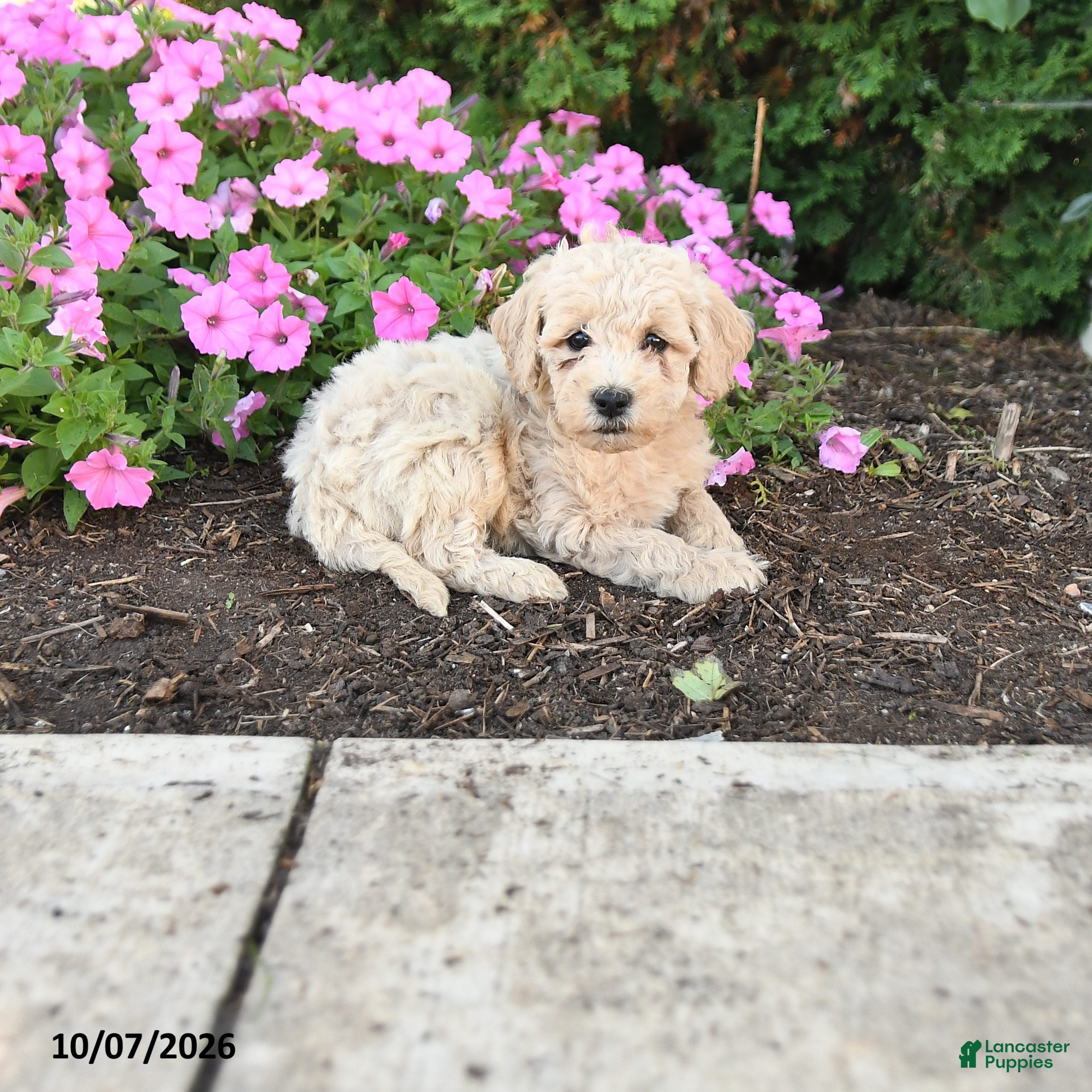 Mini Goldendoodle dogs Porter - Ad 1