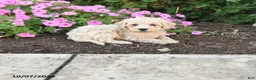 Mini Goldendoodle dogs for sale: Porter - Ad 1