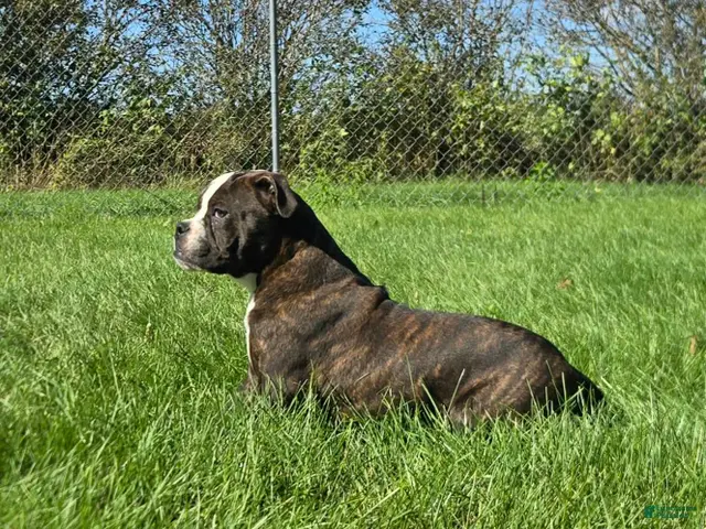 Olde English Bulldogge dogs for sale: Henry - Ad 2