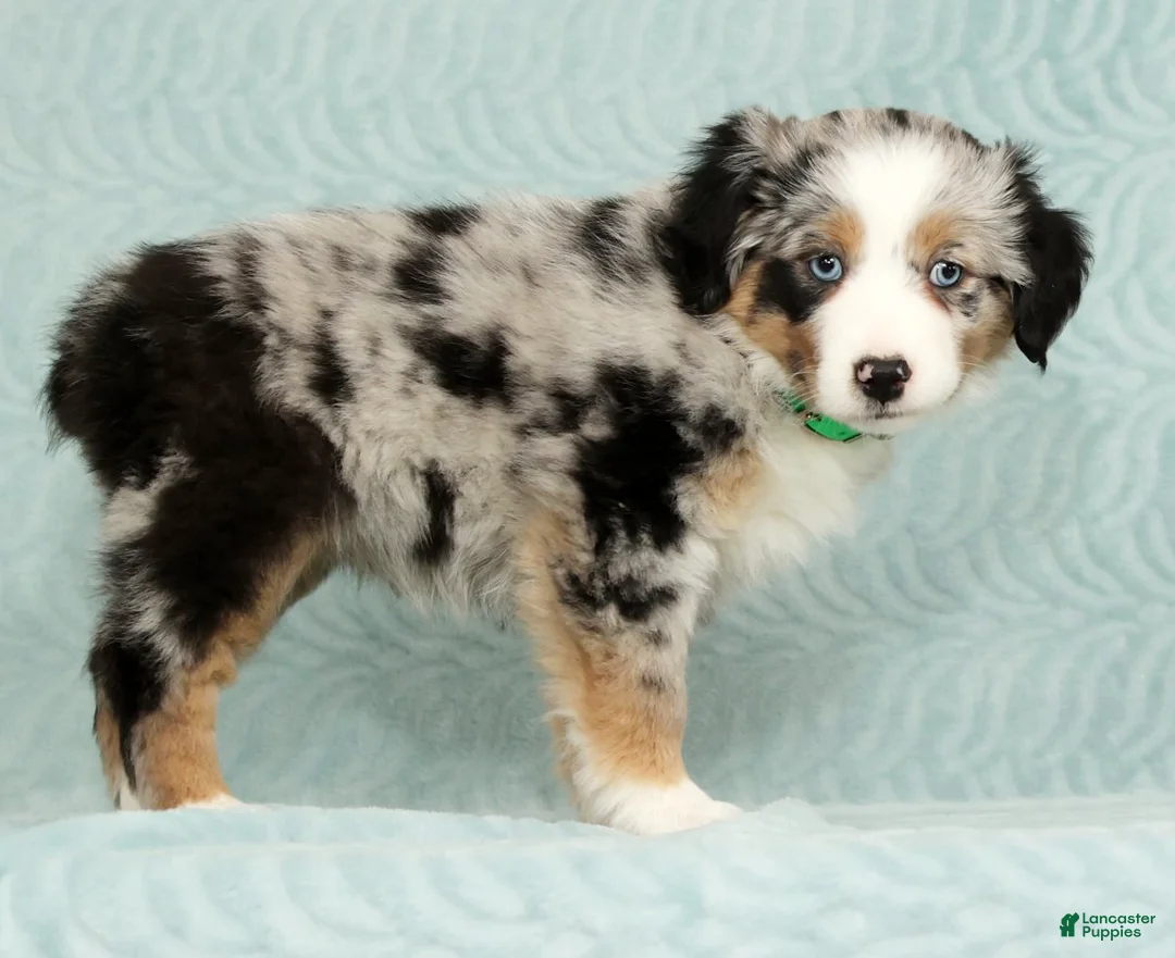 Australian Shepherd dogs for sale: Abby - Ad 5