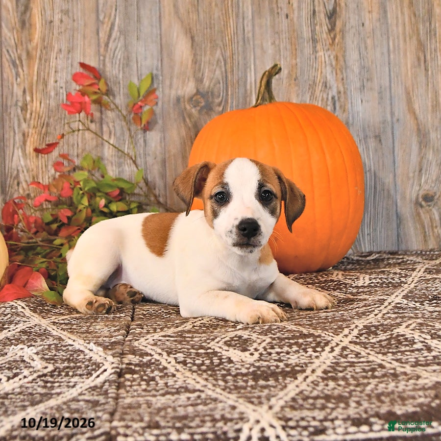Jack Russell Terrier dogs for sale: Frances - Ad 2