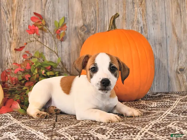 Jack Russell Terrier dogs for sale: Frances - Ad 2