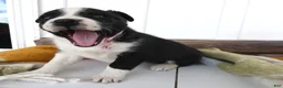 Border Collie dogs for sale: Border Collie Puppy 5 Molly - Ad 3