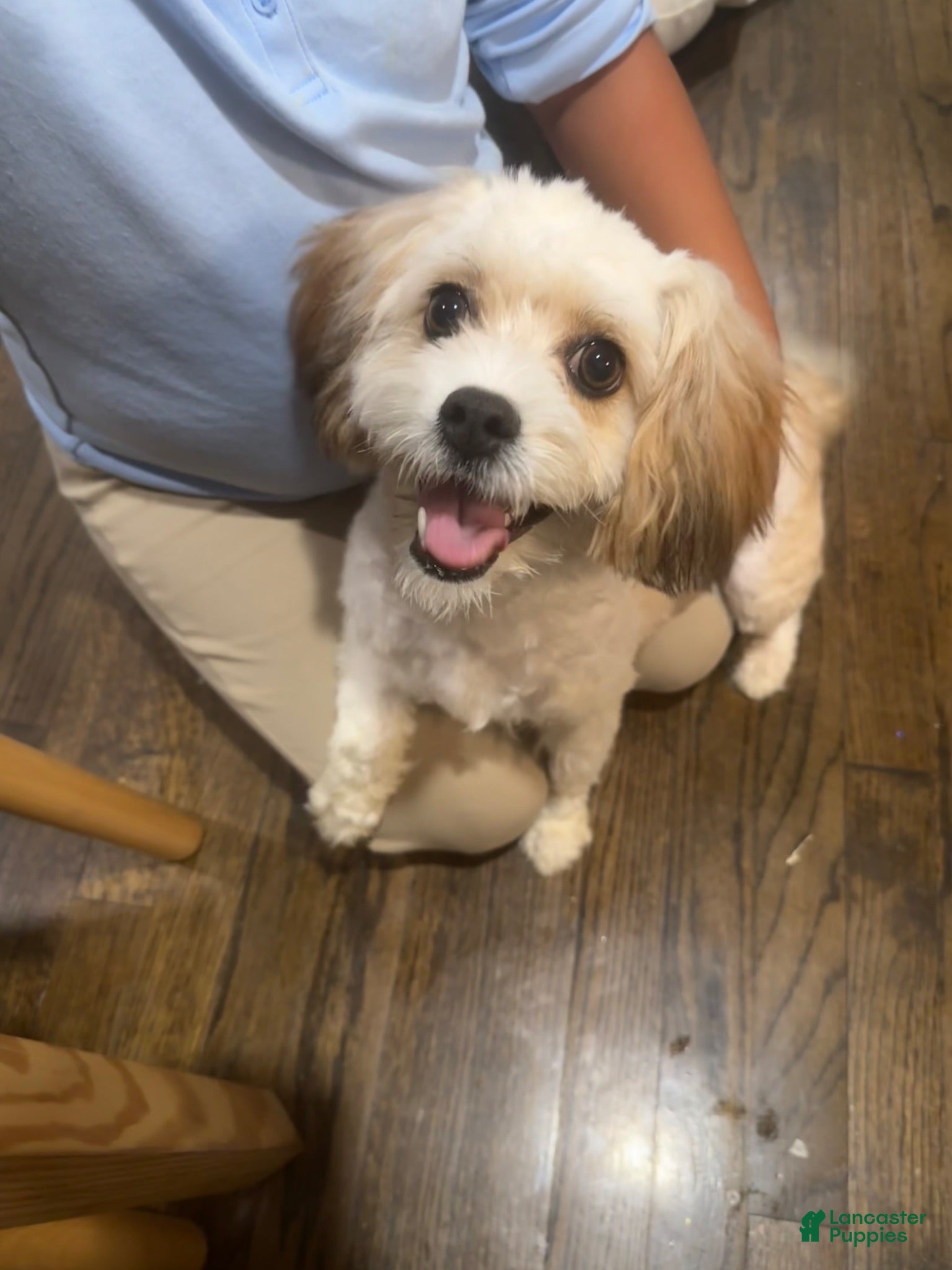 Shihpoo dogs Shihpoo 1 - Ad 1