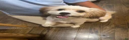 Shihpoo dogs for sale: Shihpoo 1 - Ad 1