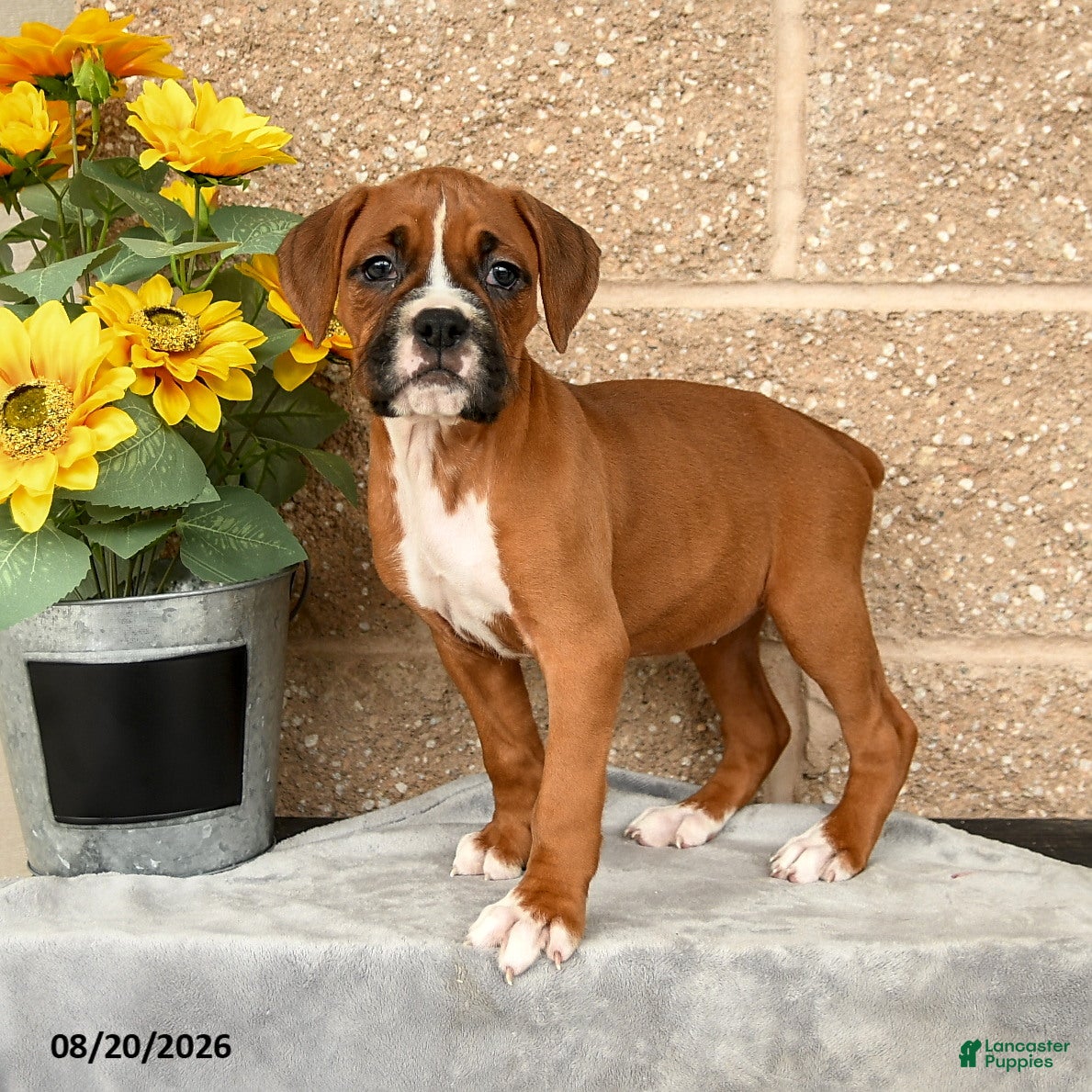 Boxer dogs Brianna - Ad 1