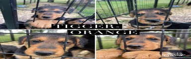 Airedale Terrier 1