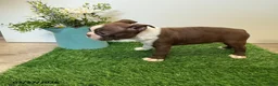 Boston Terrier dogs for sale: Mason - Ad 2