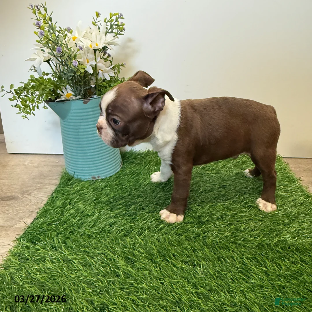 Boston Terrier dogs for sale: Mason - Ad 2