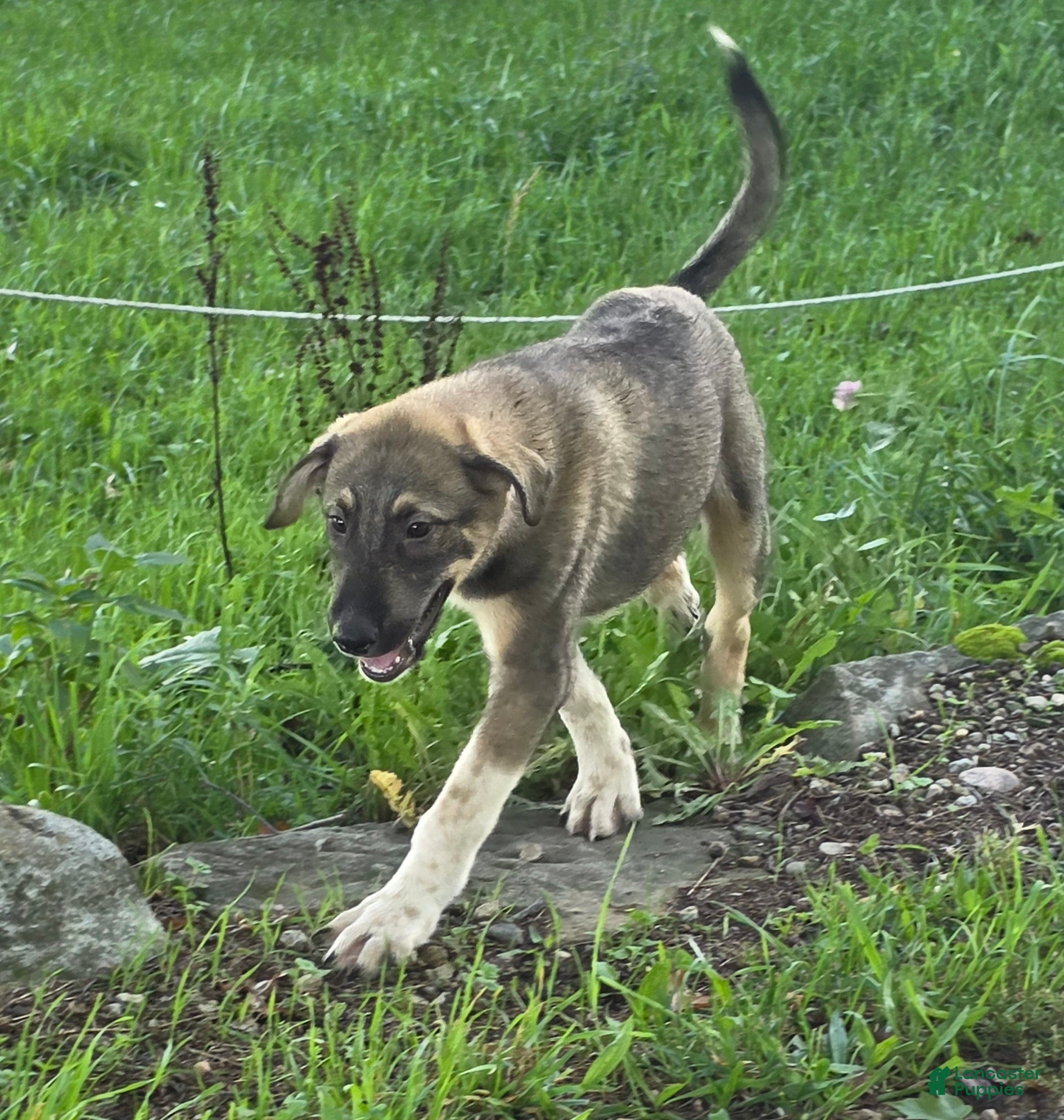 Mixed Breed dogs for sale: Duke - Ad 3