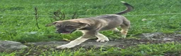 Mixed Breed dogs for sale: Duke - Ad 1