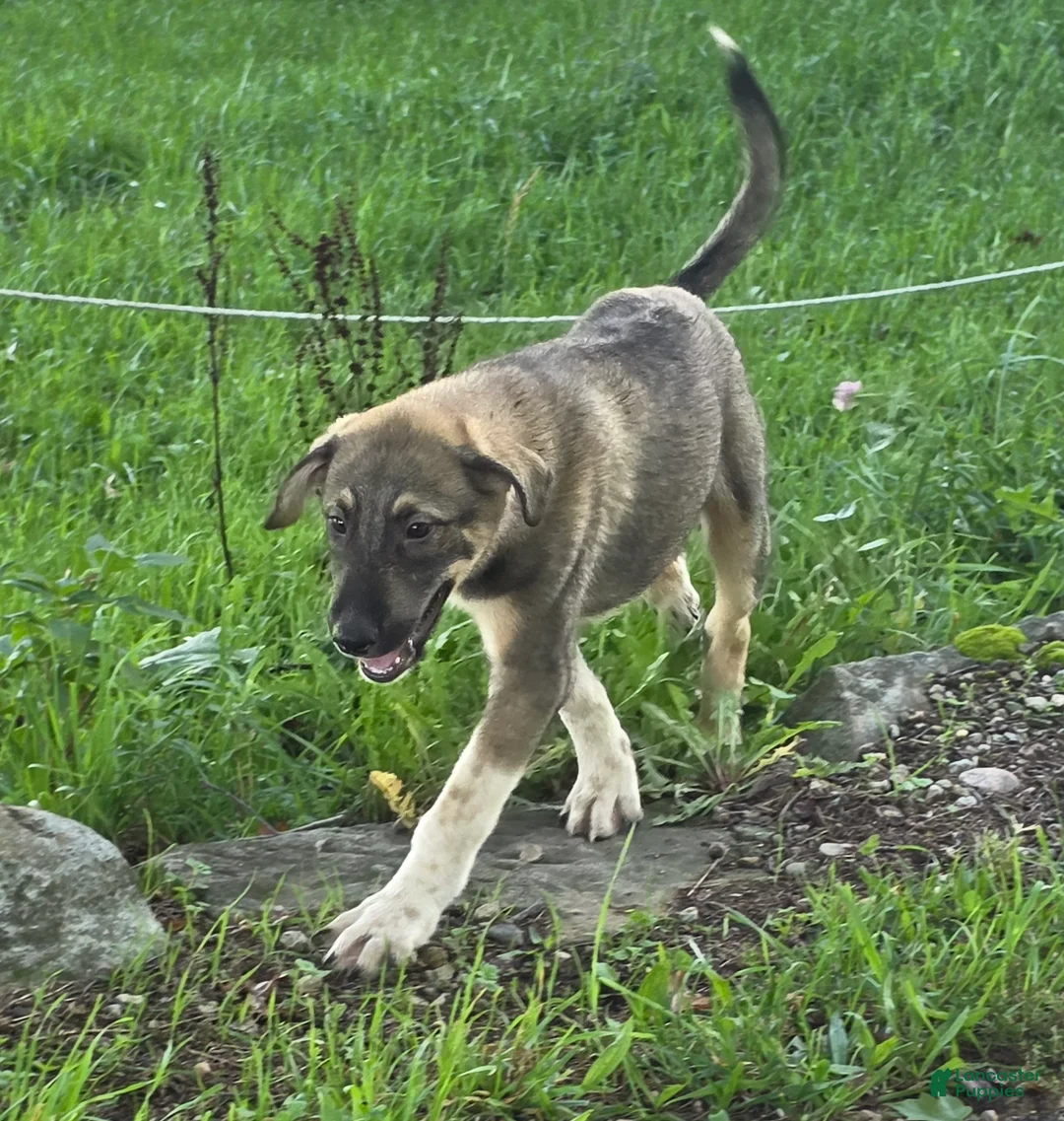 Mixed Breed dogs for sale: Duke - Ad 1