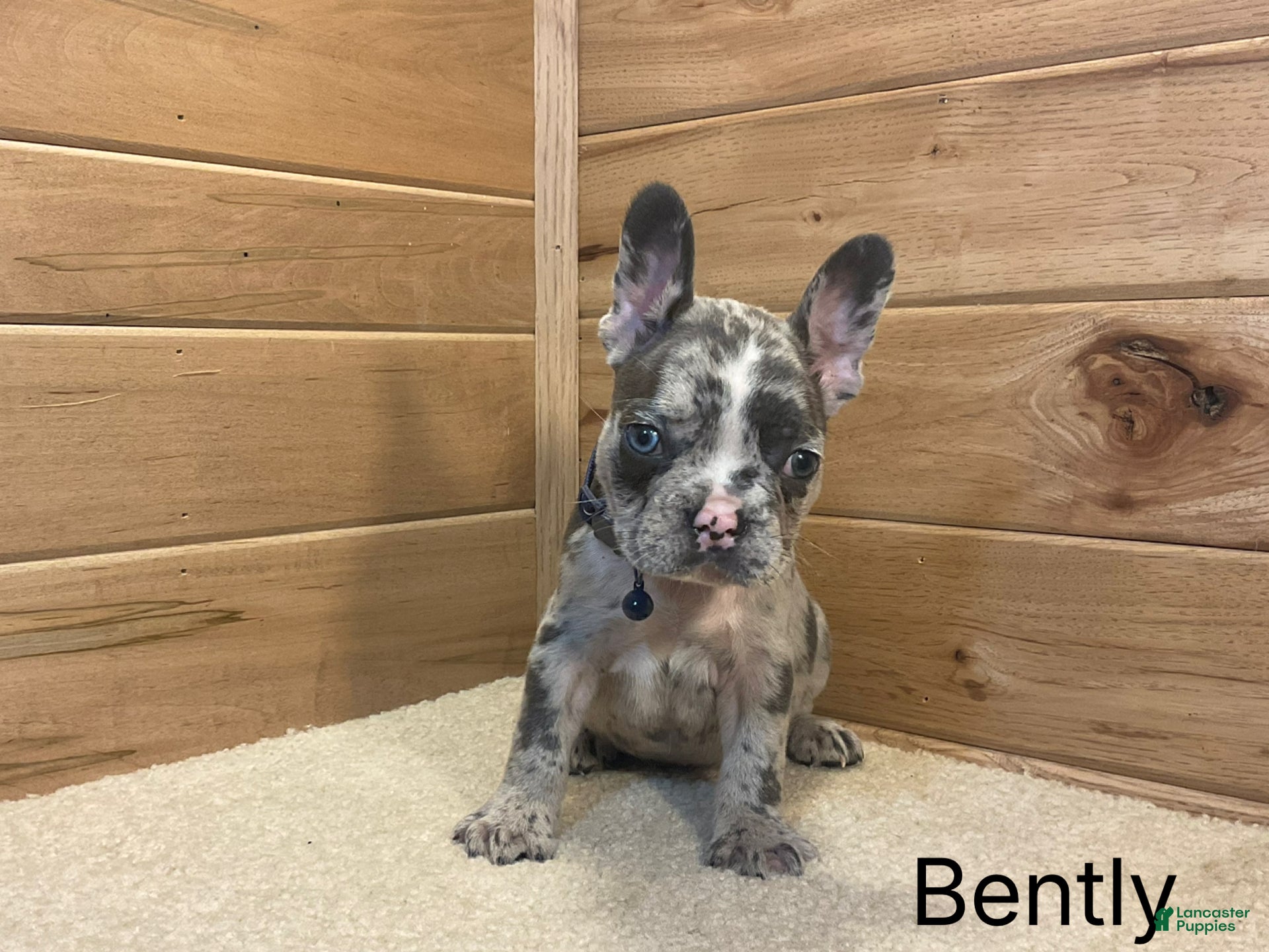 French Bulldog dogs Boone - Ad 1