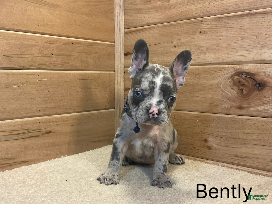 French Bulldog dogs for sale: Boone - Ad 1