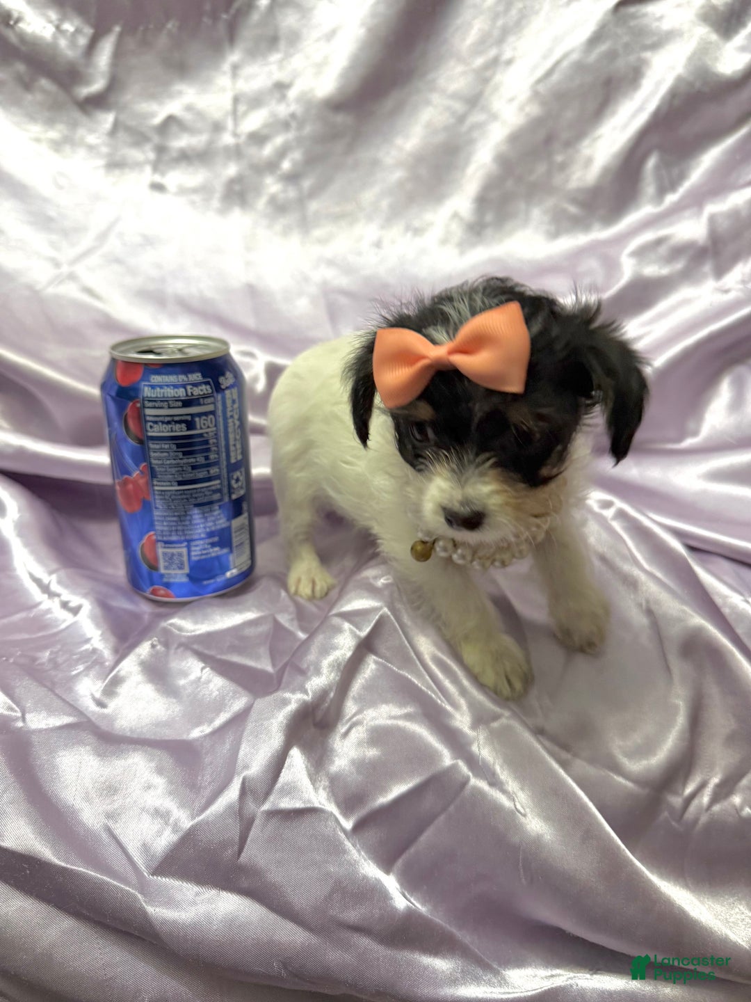 Yorkshire Terrier dogs for sale: Alfredo - Ad 5