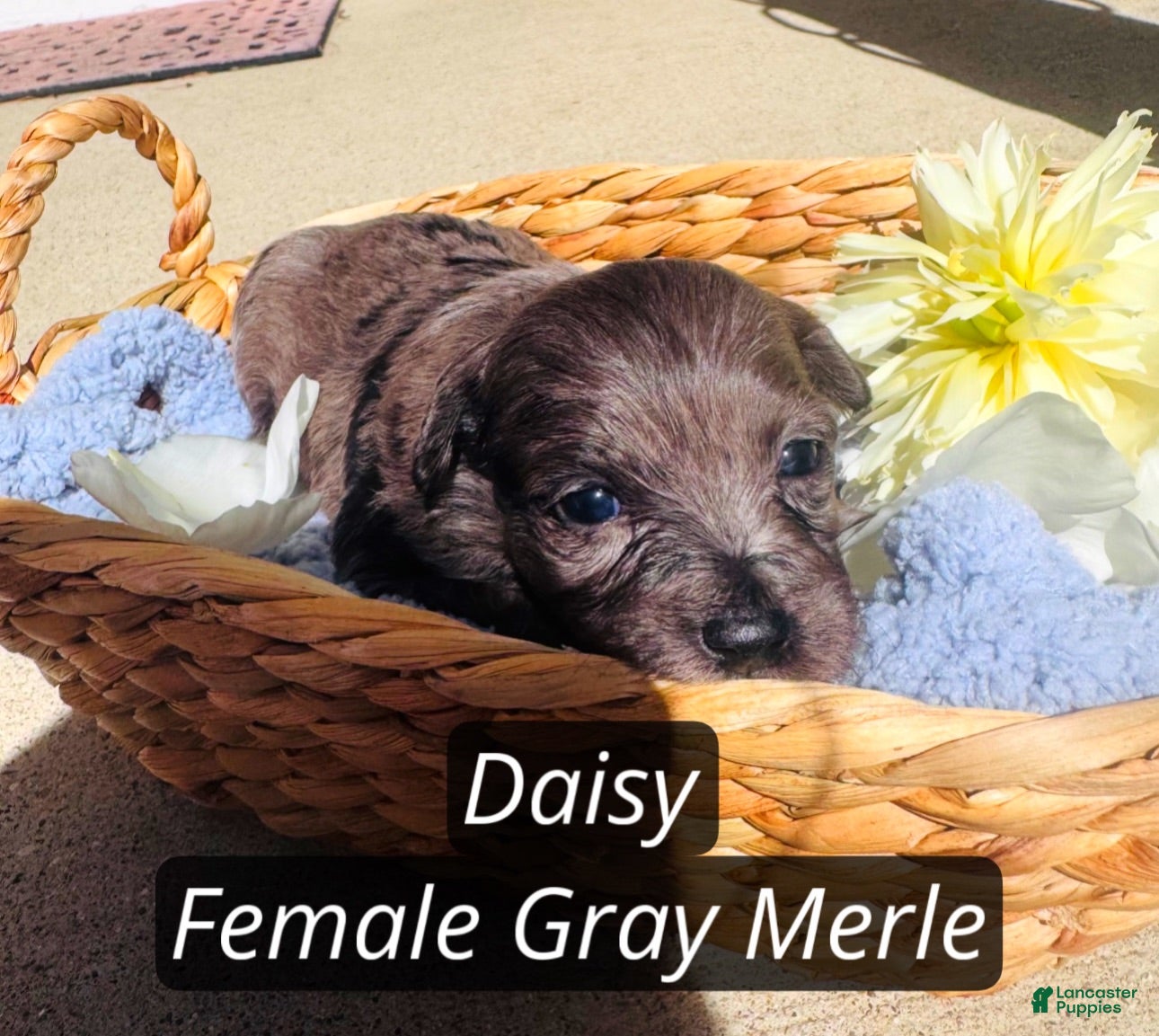 Pomapoo dogs Daisy  - Ad 2