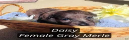 Pomapoo dogs for sale: Daisy  - Ad 2