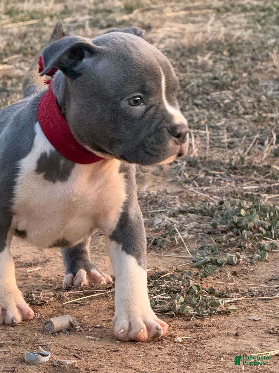American Bully dogs for sale: American Bully Puppy 2 - Ad 2