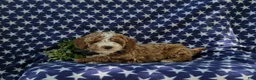 Miniature Poodle dogs for sale: Remy - Ad 4
