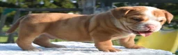 Mixed Breed dogs for sale: Tank hybrid bulldog puppy - Ad 16