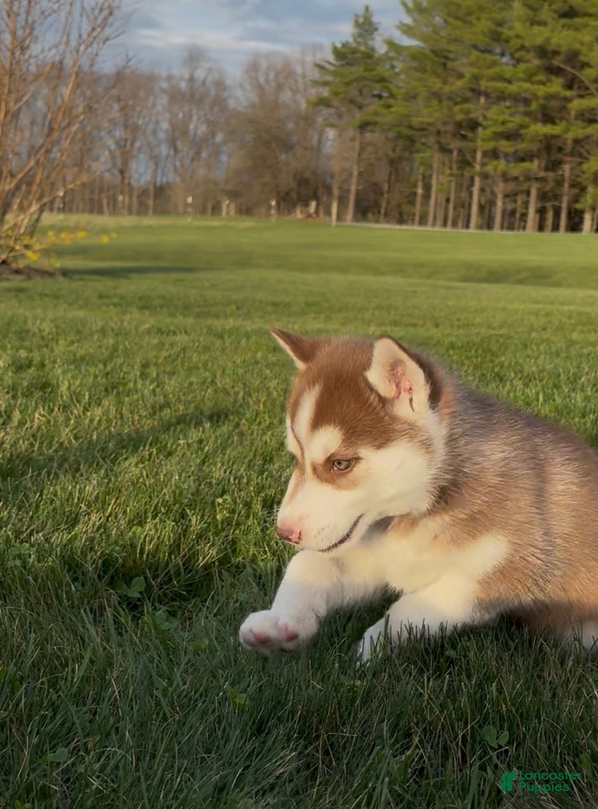 Siberian Husky dogs Bo - Ad 2