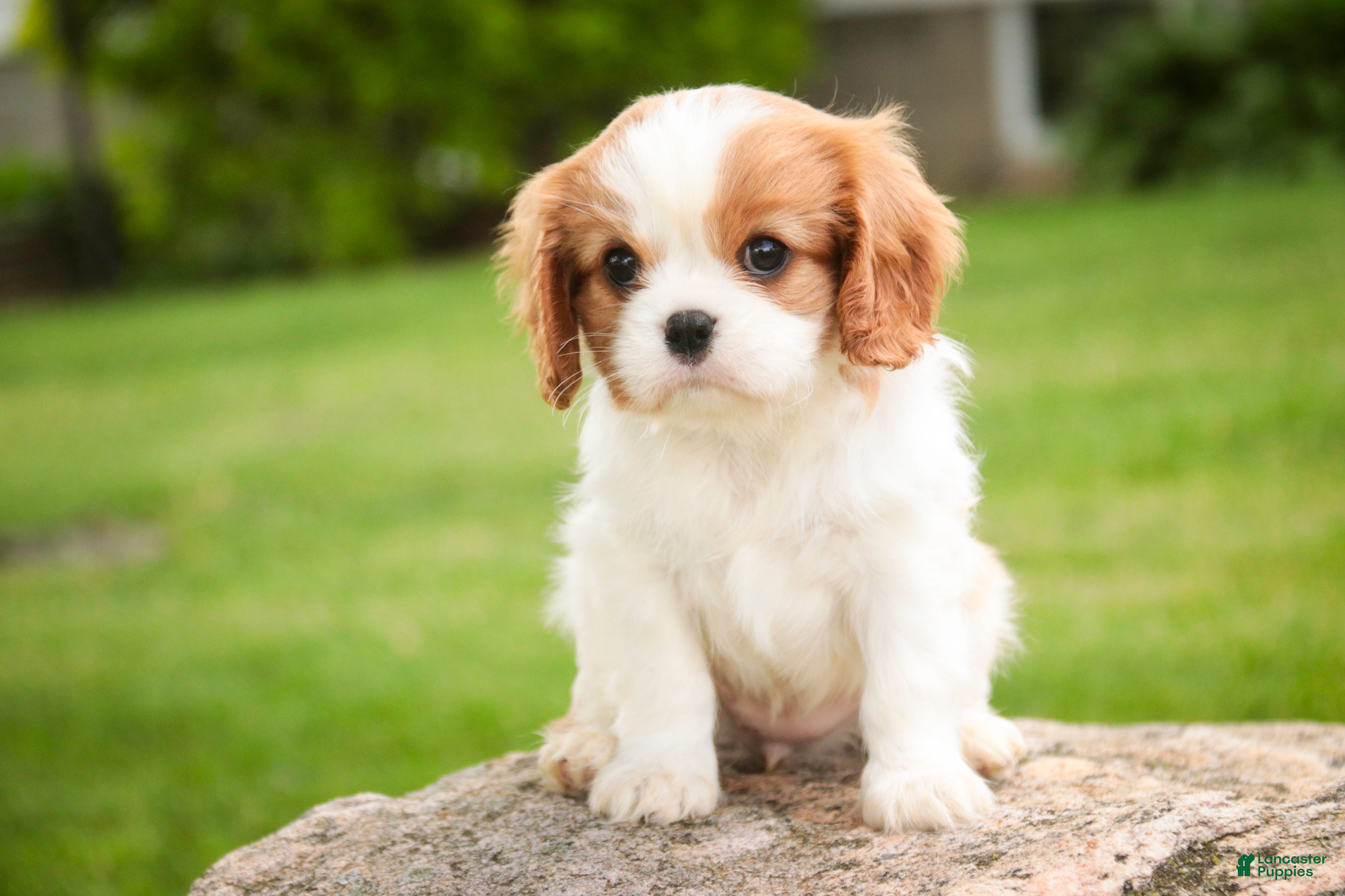 Cavalier King Charles Spaniel dogs Larkin - Ad 2