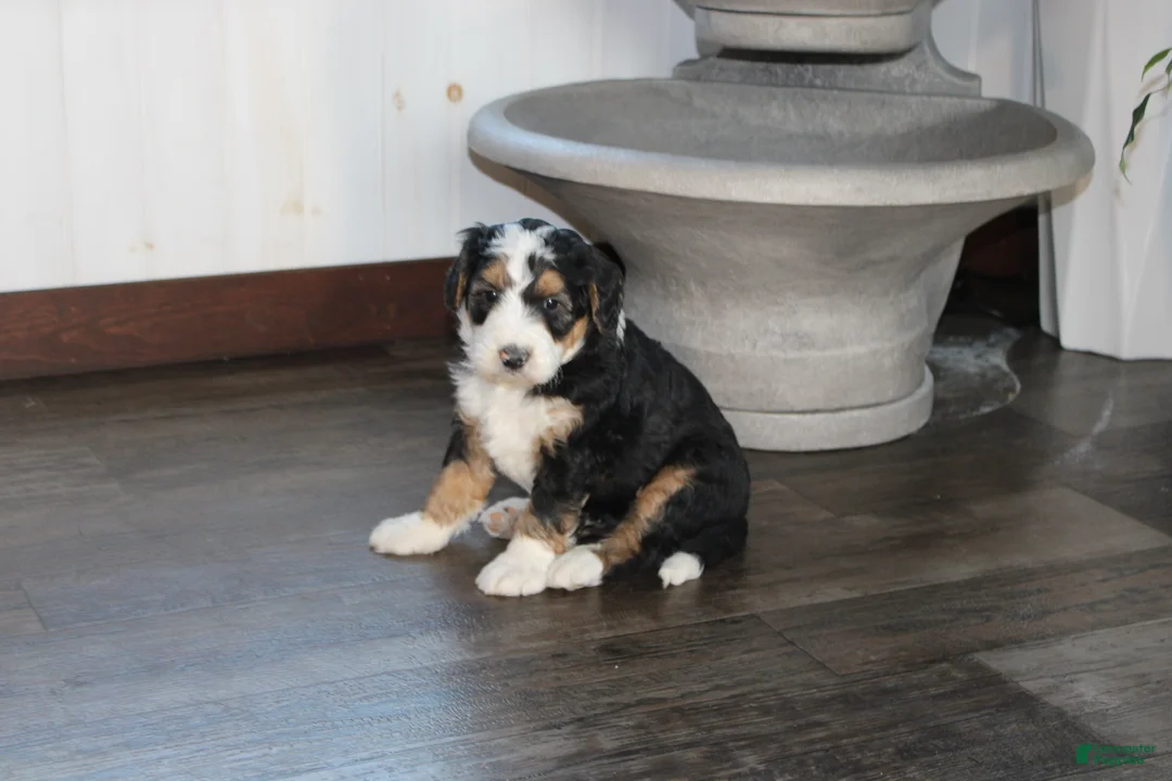 Bernedoodle dogs for sale: Valentine - Ad 5