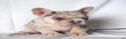 French Bulldog dogs for sale: Tallulla - Ad 13