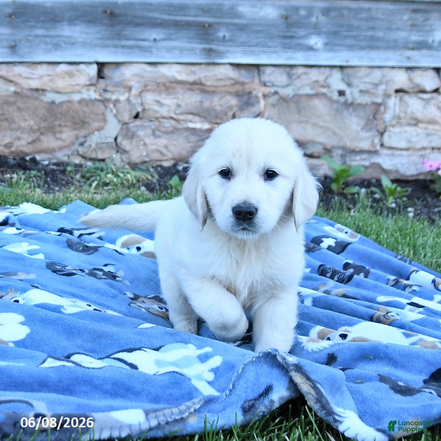 Golden Retriever dogs Buster - Ad 2