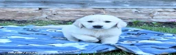 Golden Retriever dogs for sale: Buster - Ad 2
