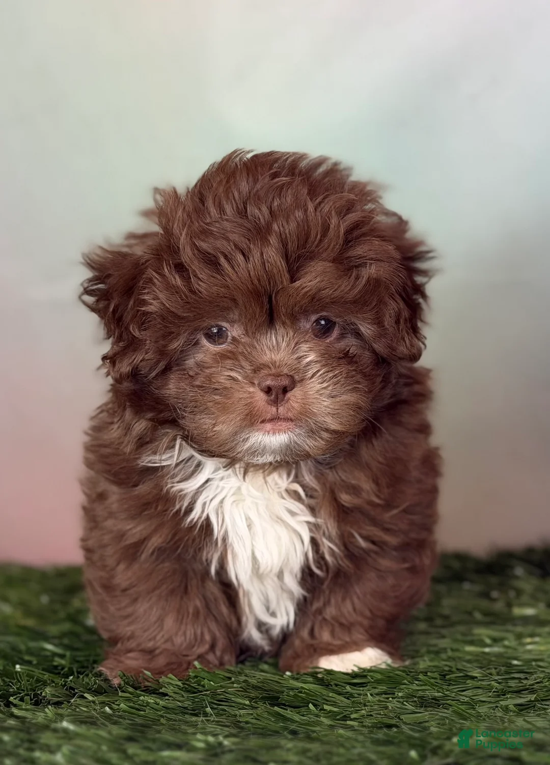 Pekapoo dogs for sale: KitKat DNA tested parents - Ad 1