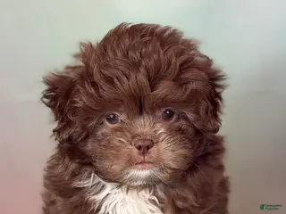 Pekapoo dogs for sale: KitKat DNA tested parents - Ad 2