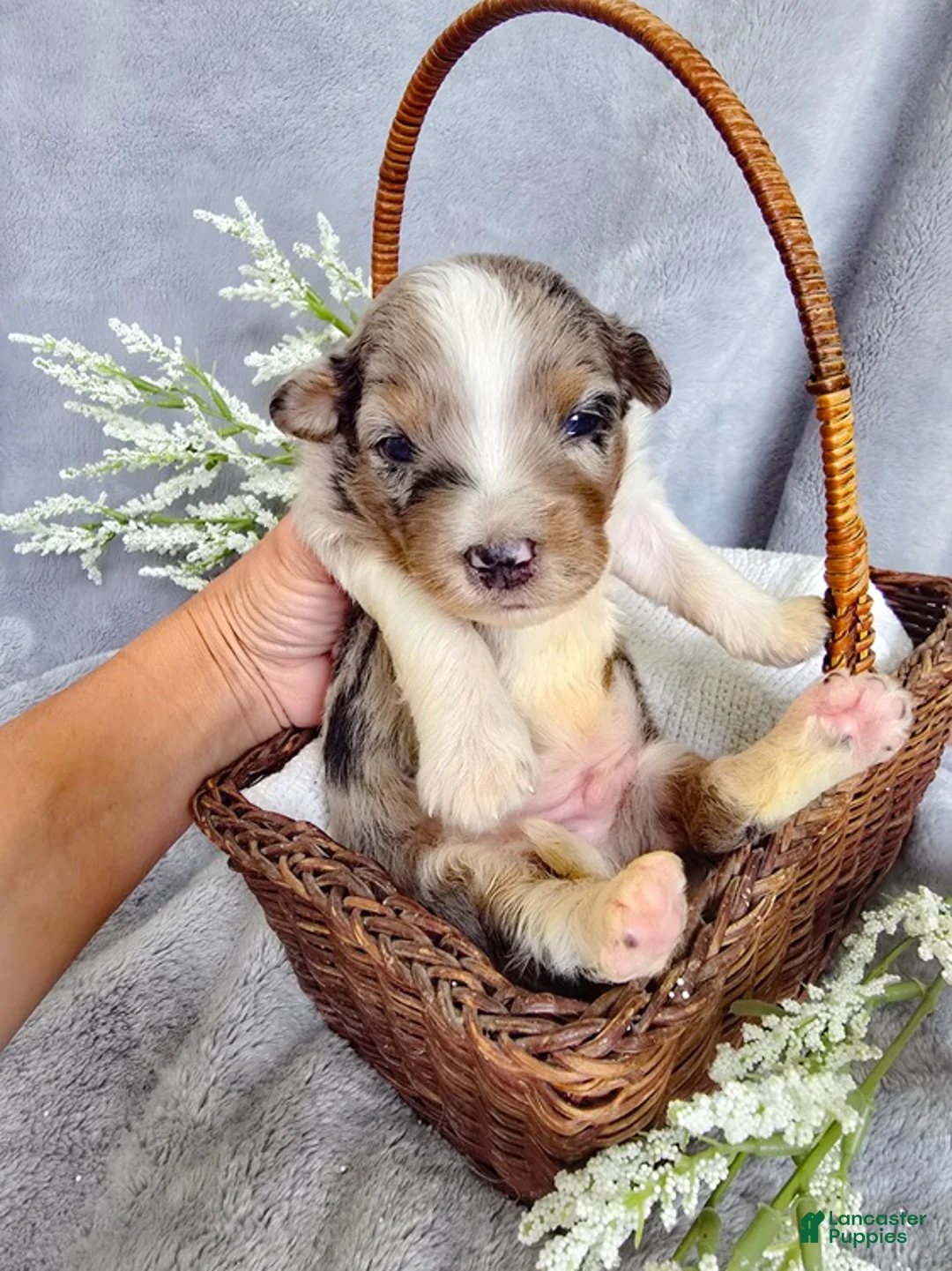 Aussiedoodle dogs for sale: Honey Dew - Ad 2