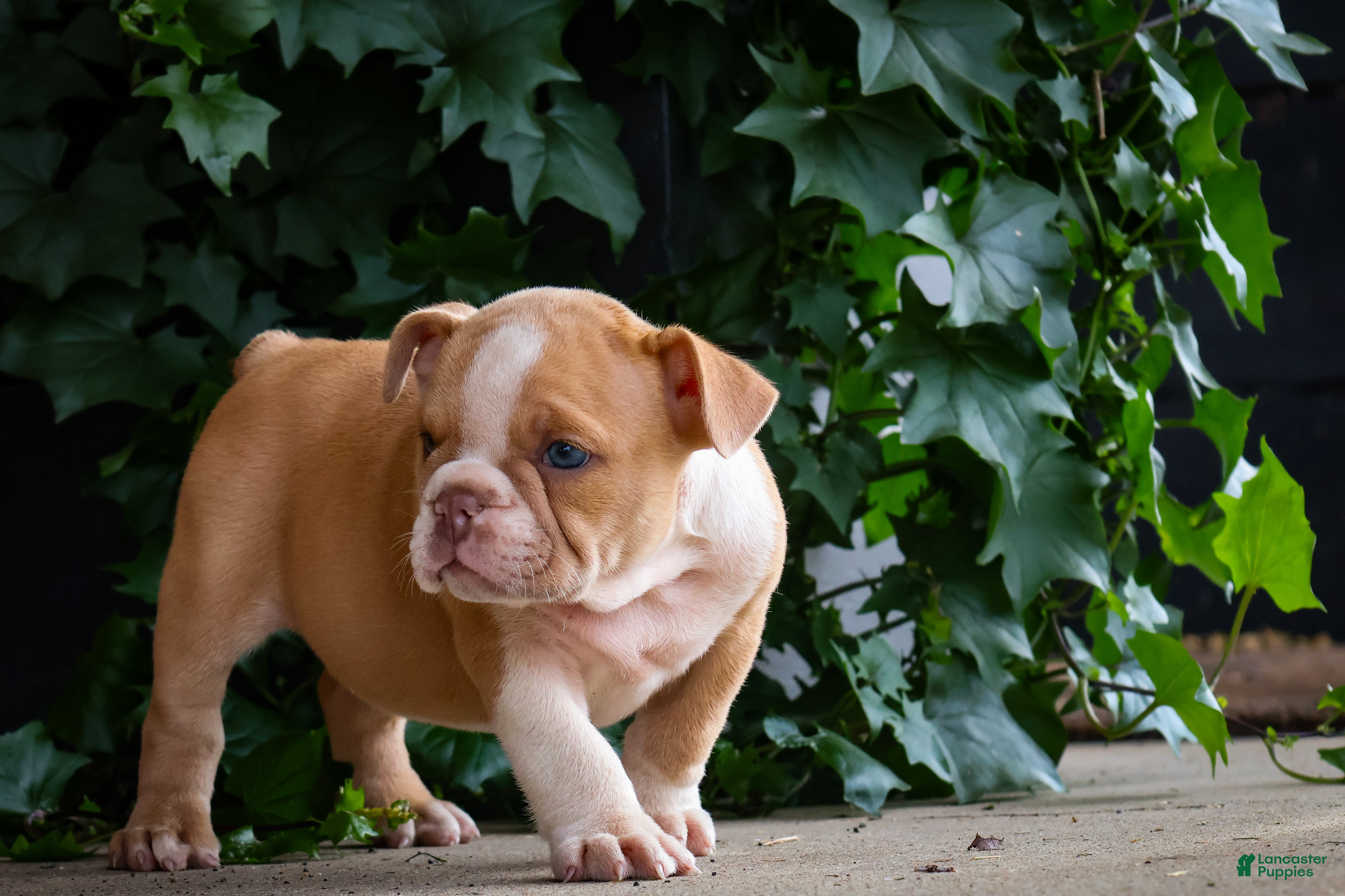 English Bulldog dogs Daisy - Ad 1
