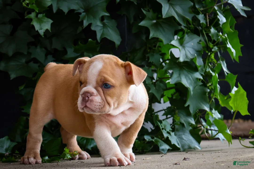 English Bulldog dogs for sale: Daisy - Ad 1
