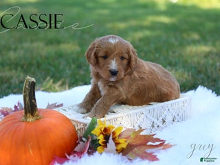 Mini Goldendoodle dogs - Ad 5