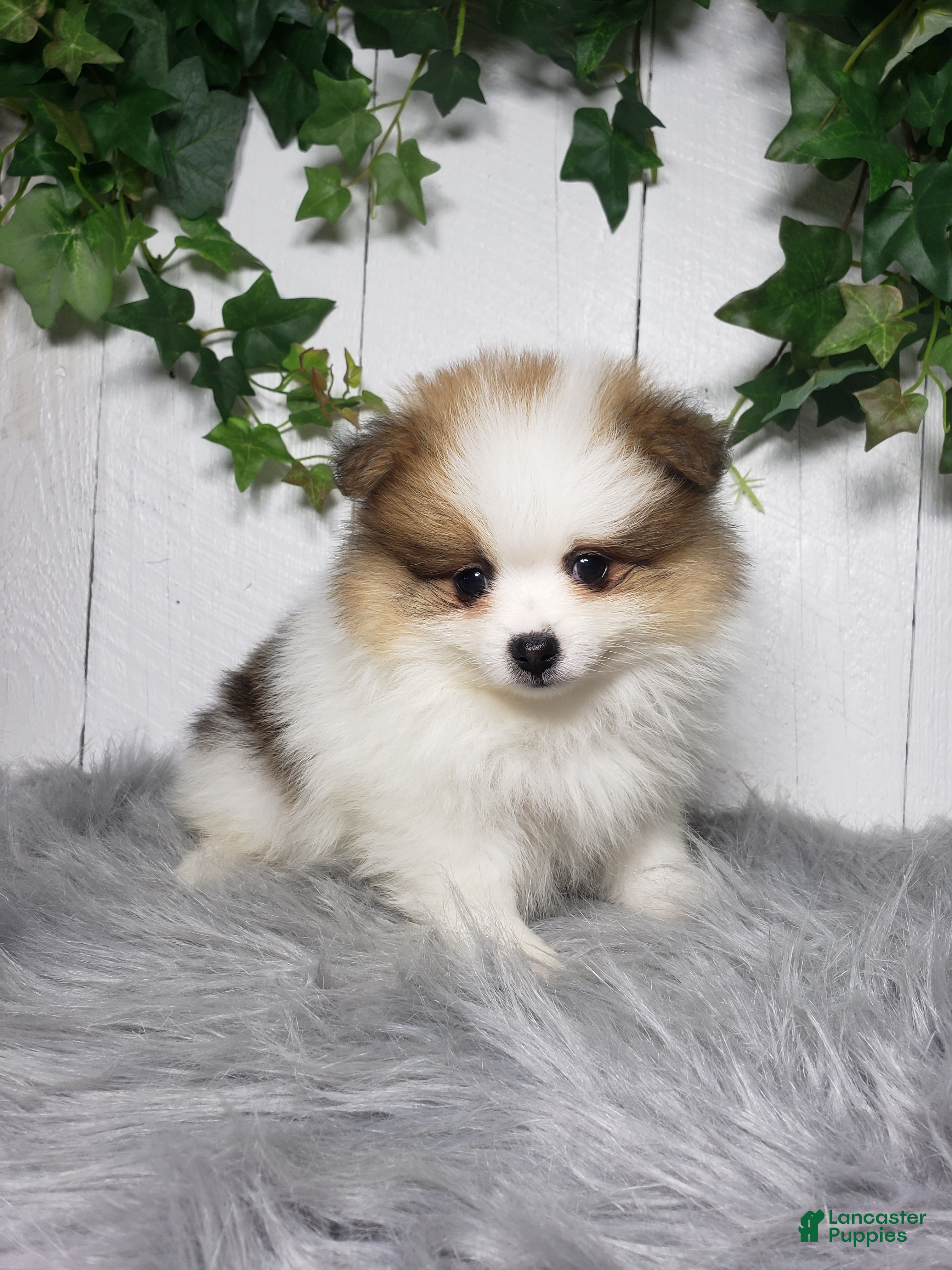 Pomeranian dogs Paige  - Ad 1