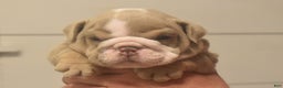 English Bulldog dogs for sale: Cash - Ad 1