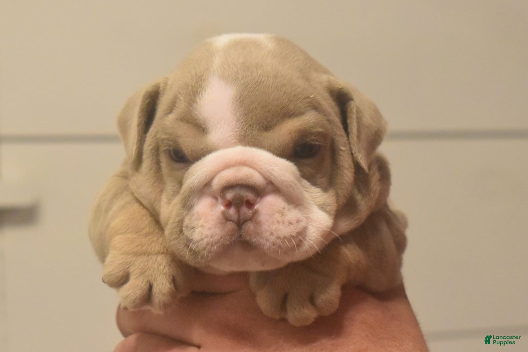 English Bulldog dogs for sale: Cash - Ad 1