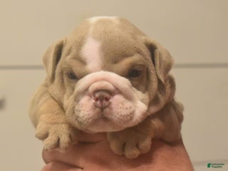 English Bulldog dogs Cash - Ad 7