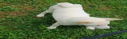 Shiba Inu dogs for sale: Reduced  - Ad 7