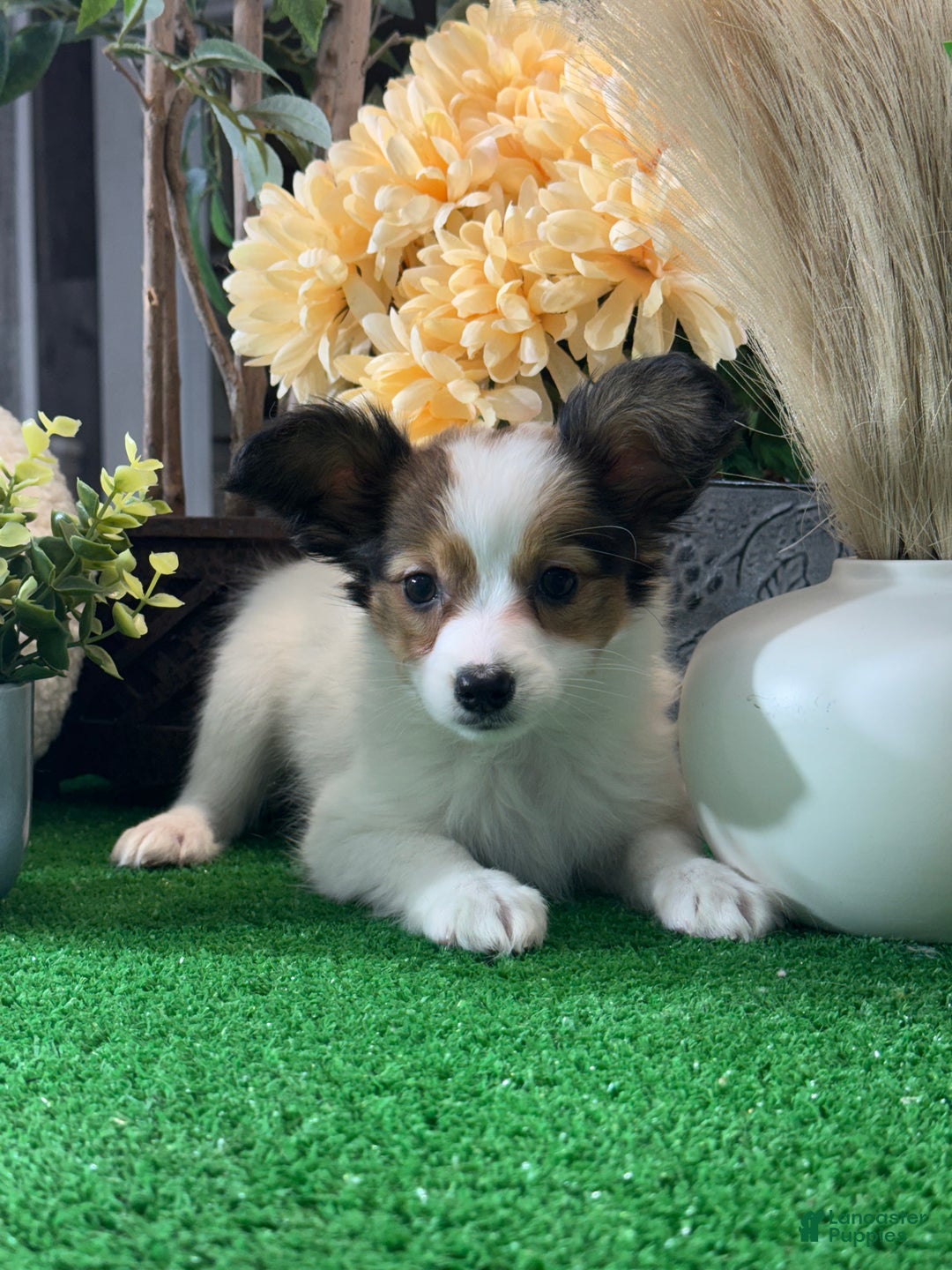 Papillon dogs for sale: Roxy - Ad 5