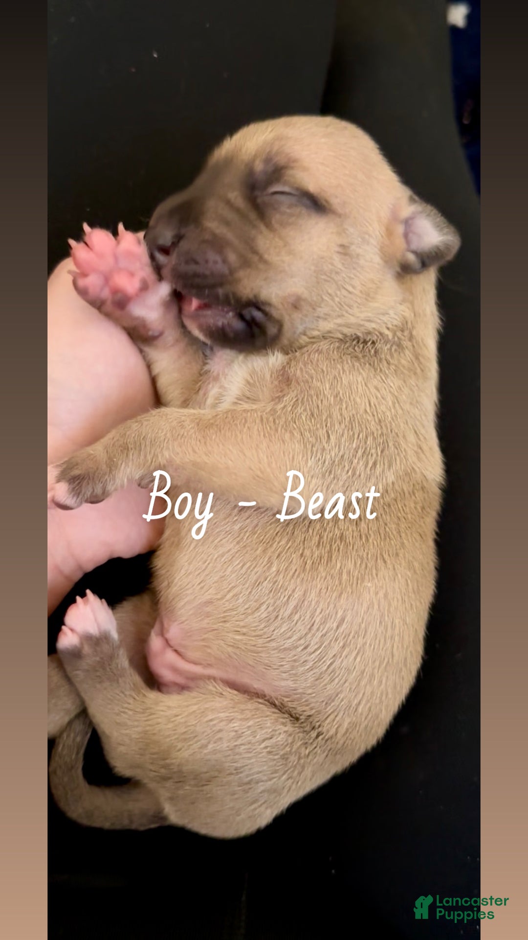 Mixed Breed dogs for sale: Beast - Ad 4